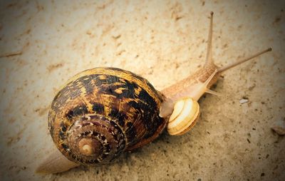 Close-up of snail