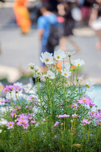 Close-up of yellow flowers blooming outdoors