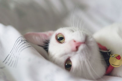 Close-up of cat lying on bed