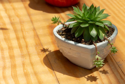 High angle view of succulent plant on table