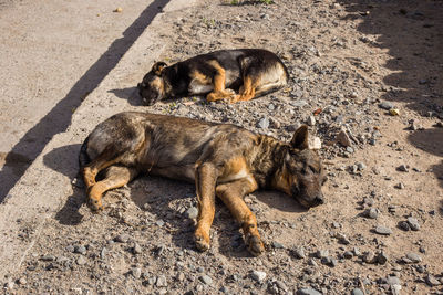 High angle view of animal sleeping on land