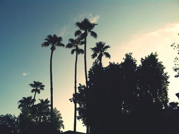 Low angle view of palm trees against sky