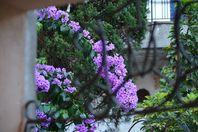 Close-up of purple flowering plants