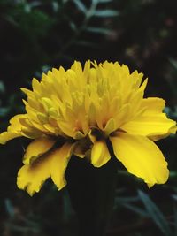 Close-up of yellow flowers blooming outdoors
