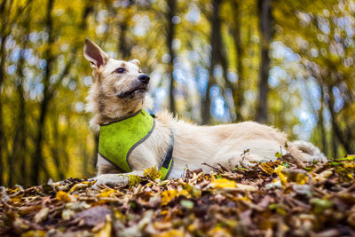 Close-up of a dog in forest