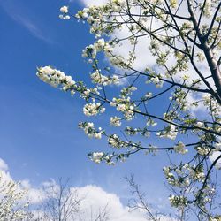 Low angle view of cherry blossoms against blue sky