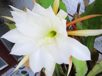 Close-up of white flower blooming outdoors