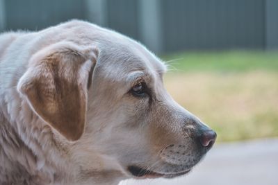 Close-up of dog