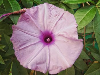 Close-up of purple flower blooming outdoors