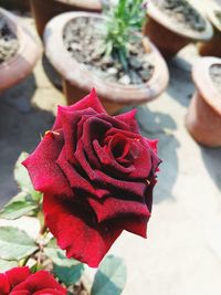 Close-up of red rose