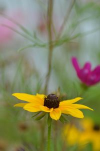 Close-up of yellow flowering plant