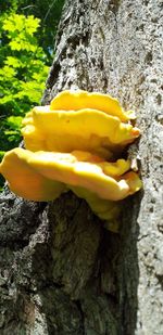 Close-up of yellow flower on tree trunk