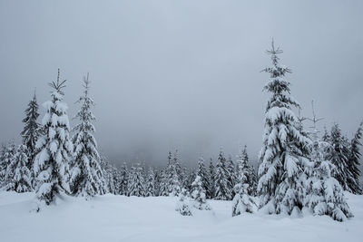 Snow covered trees on land against sky