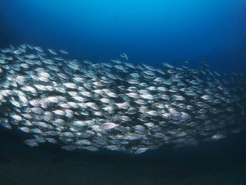 Aerial view of sea and fish underwater