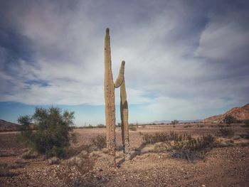 Cactus in desert against sky