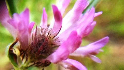 Close-up of pink flowers