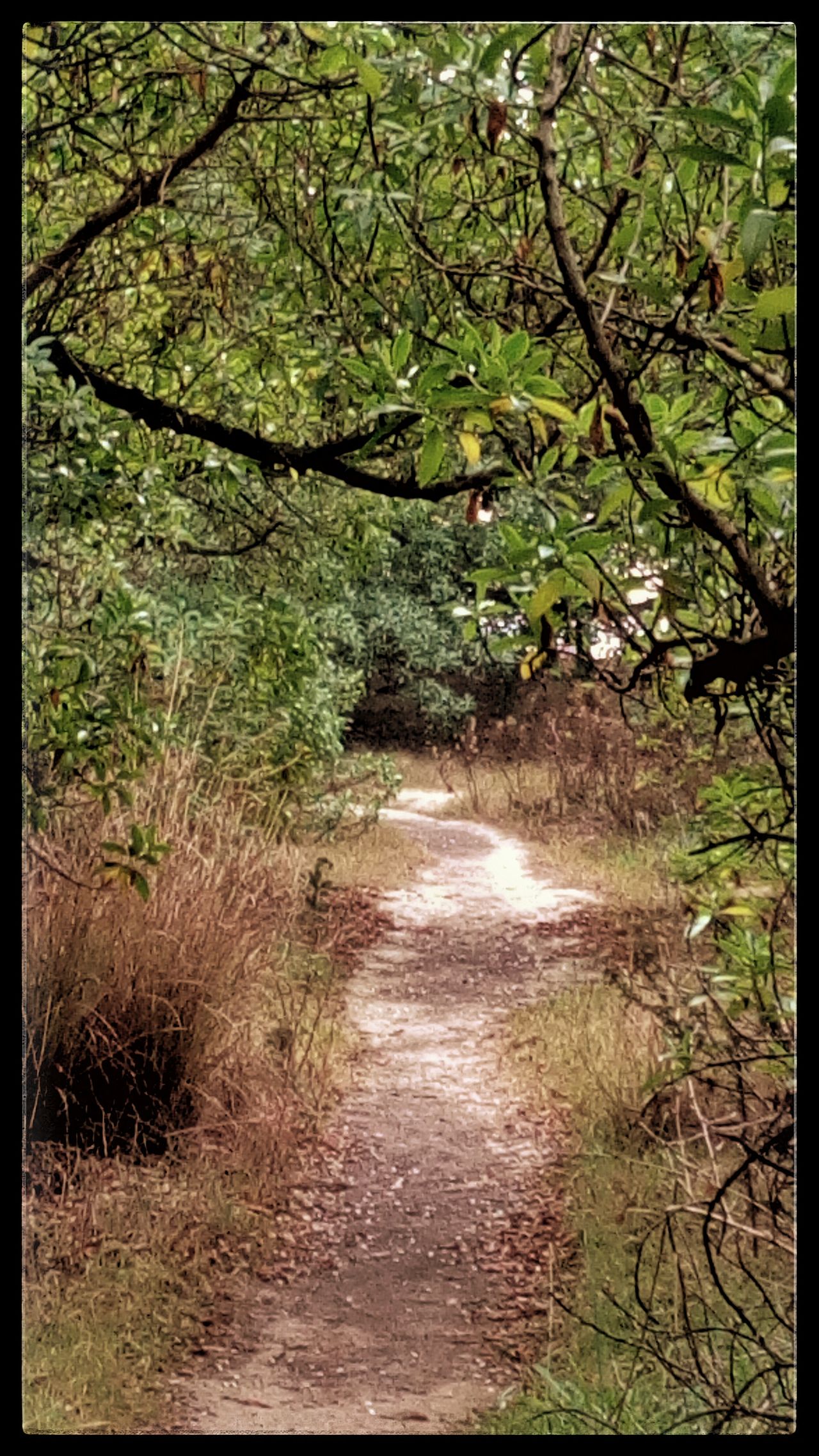 Path in the forest