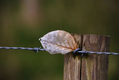 Close-up of dry leaf on barbed wire and wooden post