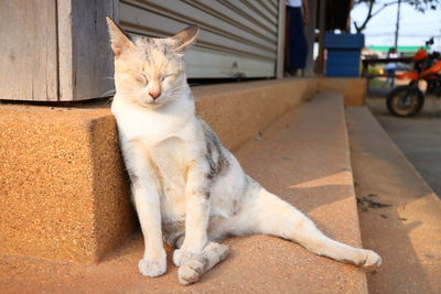 Cat sitting outdoors