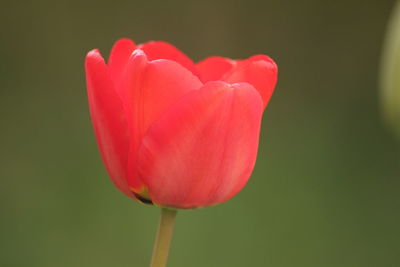 Close-up of pink tulip