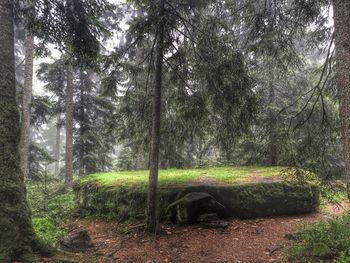 Trees growing in forest