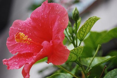 Close-up of red hibiscus blooming outdoors