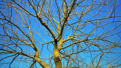 Low angle view of bare tree against clear blue sky