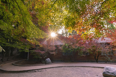 Sunlight streaming through trees in park during autumn