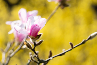 Close-up of pink flowering plant