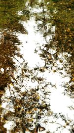 Reflection of tree in lake