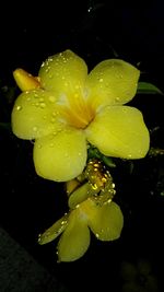 Close-up of wet yellow flowers blooming against black background