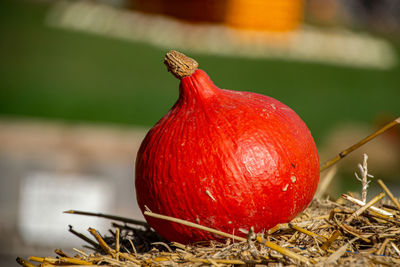 Close-up of apple on plant