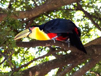 Low angle view of bird perching on tree