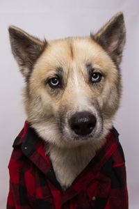 Close-up portrait of dog against wall