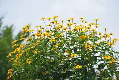 Low angle view of yellow flowers blooming against sky