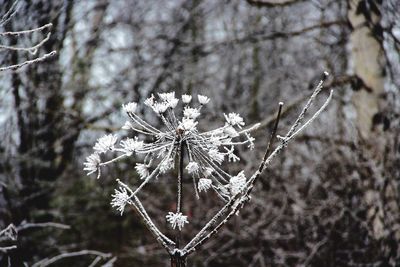 Close-up of snow on tree