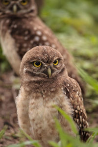 Close-up portrait of a owl
