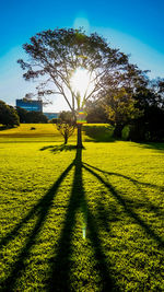 Trees on field against sky