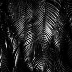 Low angle view of palm leaves