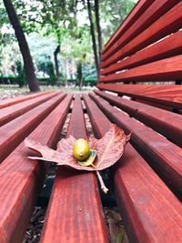 Close-up of an leaves on wooden bench