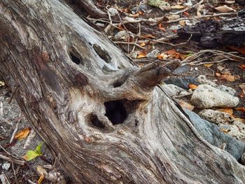 High angle view of lizard on tree trunk