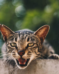 Close-up portrait of a cat