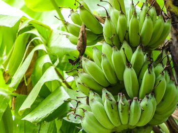 Close-up of fruits growing on plant