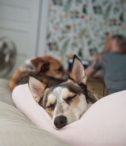 Dog sleeping on bed at home