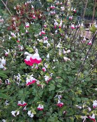 Close-up of pink flowering plants on field