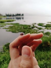 Close-up of hand holding plant