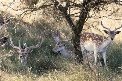 Deer standing in a field