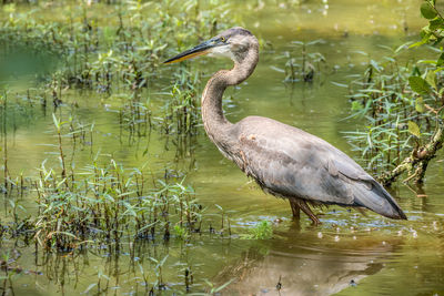 A large mature blue heron wading through the wetlands slowly hunting for food in the water in summer