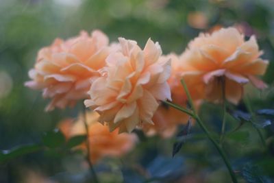 Close-up of flowers growing in garden