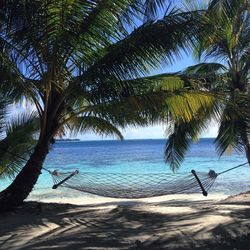 Palm trees on beach